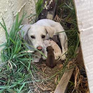 Rescuers Find Dog Hiding Under Bushes With An Adorable Secret