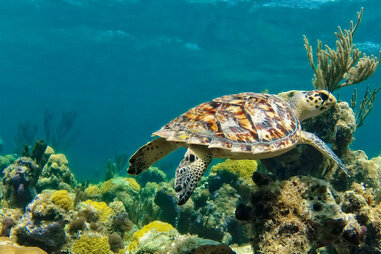 smith’s reef hawksbill turtle turks and caicos