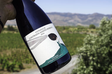 wine bottle in a vineyard