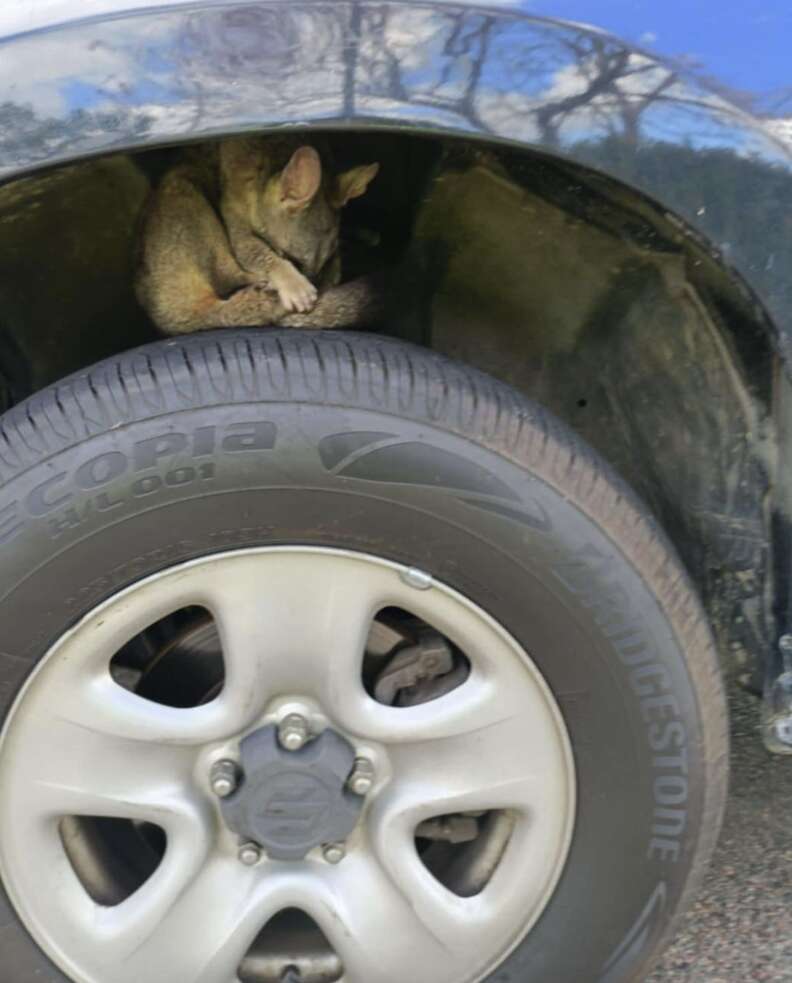 possum in car wheel 