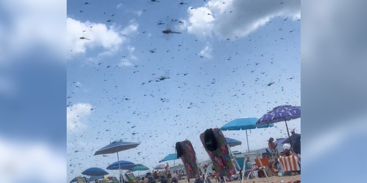 Beach Mini Insects Beachgoers Can't Believe It As Thousands Of Bugs Descend From Above ...