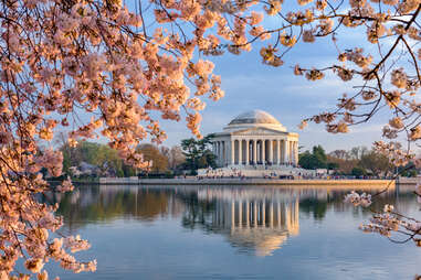 Cherry blossoms around Jefferson Memorial