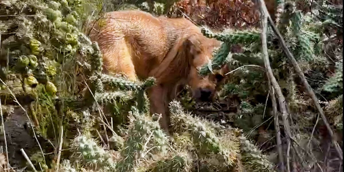 Puppy Abandoned In A Tornado Is So Happy To Be Rescued - Videos - The Dodo