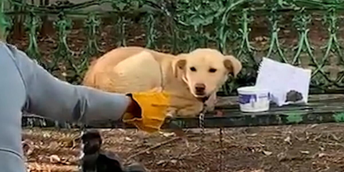 Dog Found Tied To Bench With A Note Asking Someone To Adopt Him ...