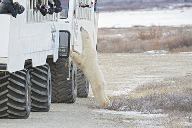 a polar bear looking up at tourists in churchill, Manitoba