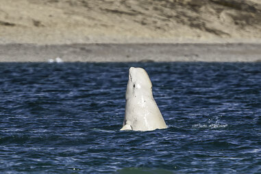 Beluga Whale or White Whale, Delphinapterus leucas, Cunningham Inlet, Somerset Island, Nunavut, Canada, Canadian Arctic Archipelago, Monodontidae