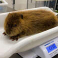 Rescued Baby Beaver Finally Makes a Friend