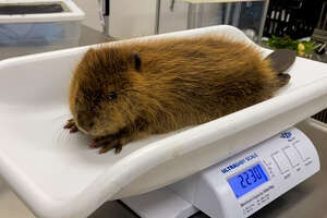 Rescued Baby Beaver Finally Makes a Friend