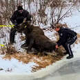 Two Police Officers Rescue A Moose From Frozen Lake