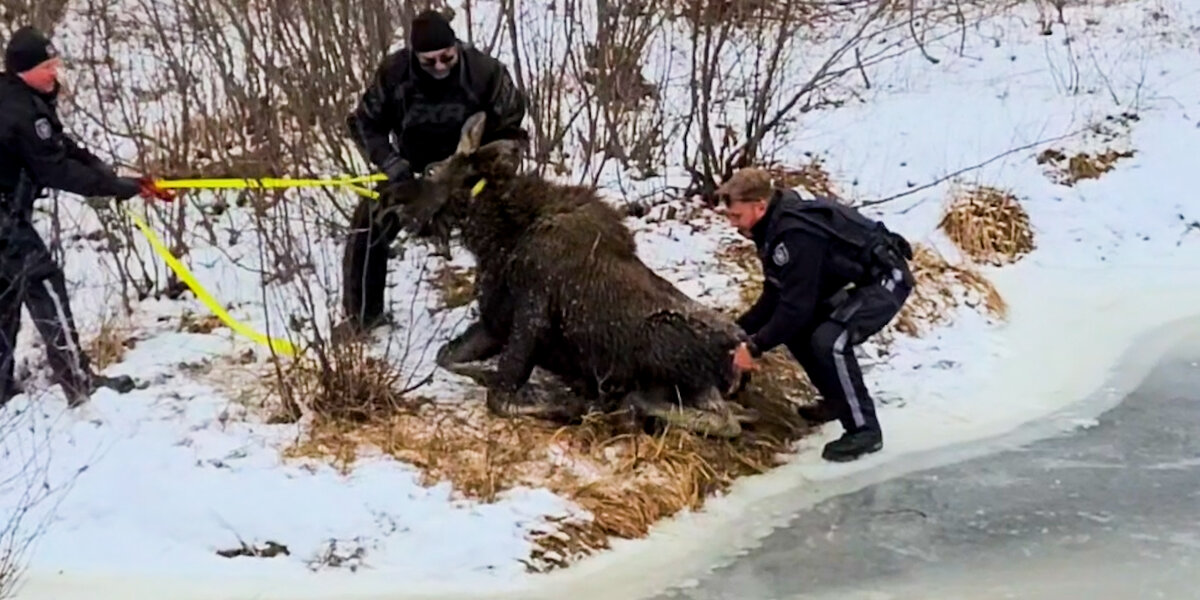 Two Police Officers Rescue A Moose From Frozen Lake - Videos - The Dodo