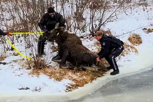 Two Police Officers Rescue A Moose From Frozen Lake