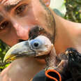 Baby Toucan Learns To Fly