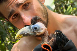 Baby Toucan Learns To Fly