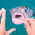 Pufferfish Asks Diver For Help