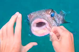 Pufferfish Asks Diver For Help