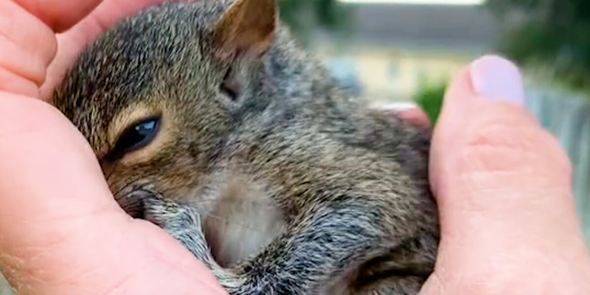 Woman Saves An Orphaned Baby Squirrel - Videos - The Dodo