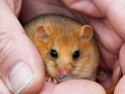 dormouse