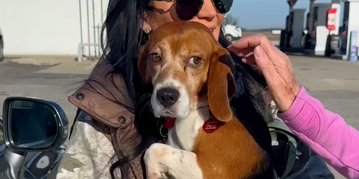 Beagle Rescued From Lab Barks For The First Time - Videos - The Dodo