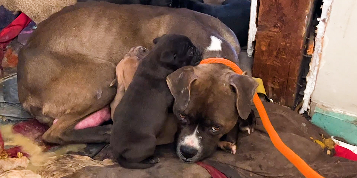 Mama Pittie And Her Puppies Were Shivering In Abandoned House - Videos ...