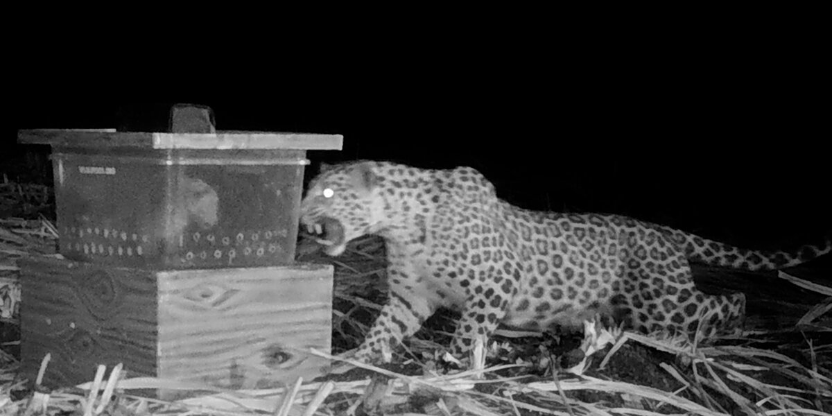 Mama Leopard Desperately Tries To Reunite With Cub - Videos - The Dodo