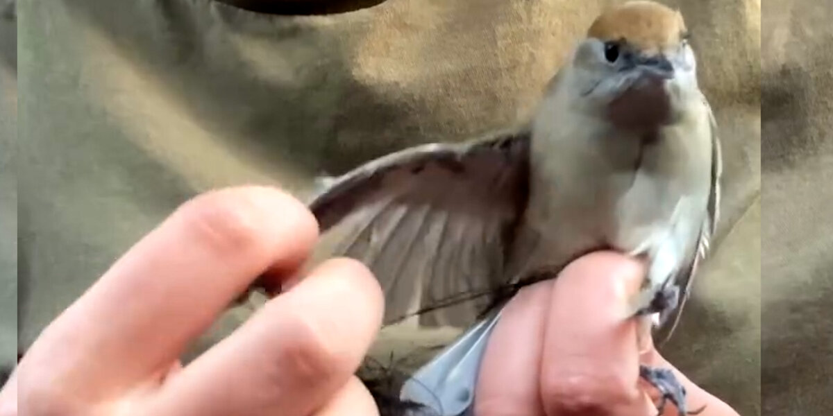 Woman Saves Hundreds Of Birds From Illegal Poaching - Videos - The Dodo