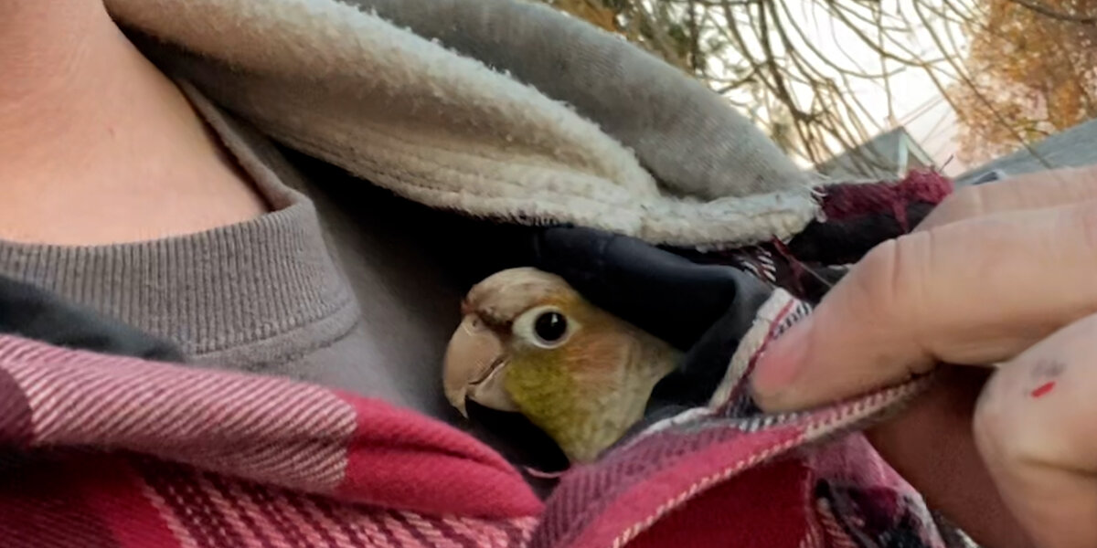 Person Rescuing Bird Guy Surprises His Wife With A Rescue Bird - Videos - The Dodo