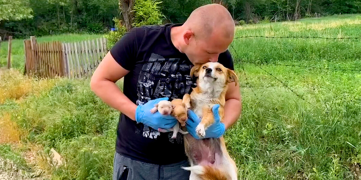 Mama Dog Was Protecting Her Newborn Puppies On Side Of Road - Videos ...