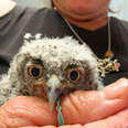 Rescued Baby Owl Snuggles With His 'Mom' Stuffie