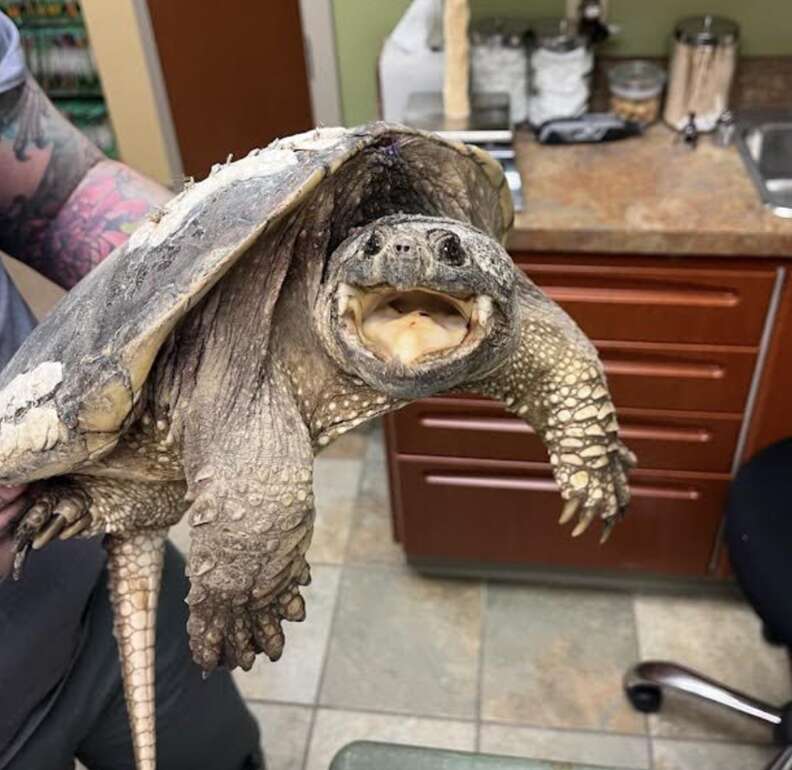 turtle smiling 