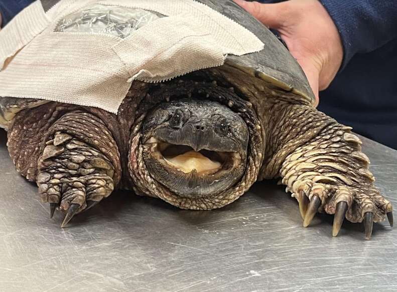 turtle smiling 