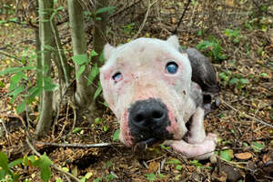 Skinny Senior Pittie Found Alone In The Woods Is Queen Of Her House