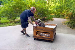 Pittie Demands To Do Everything With Dad