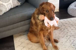 Golden Retriever Still Thinks He's An Only Child And Steals Everything From His Sister