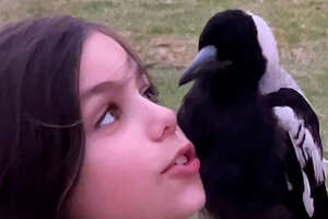 9-year-old Is Best Friends With A Wild Magpie