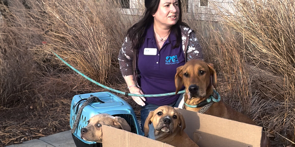 Mama Dog Left Outside Shelter Tied To Her Babies - Videos - The Dodo