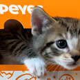 Kittens Rescued Using a Popeyes Box!