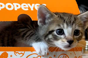 Kittens Rescued Using a Popeyes Box!