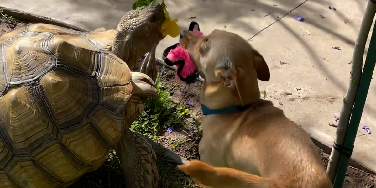 Puppy Brings His Tortoise Brother His Favorite Toys - Videos - The Dodo