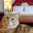 cat in front of red bed