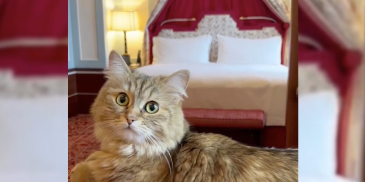 This cat lives in a 5-star hotel – and gets room service every night