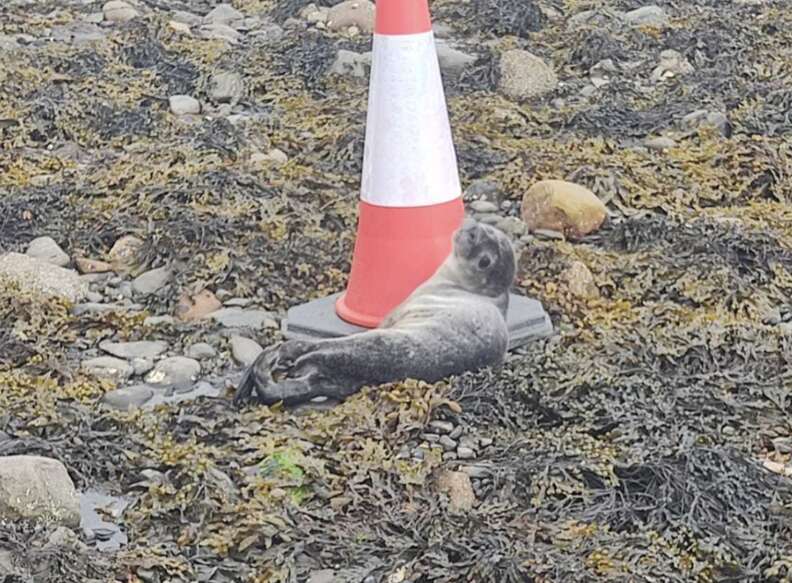 seal clinging to traffic cone