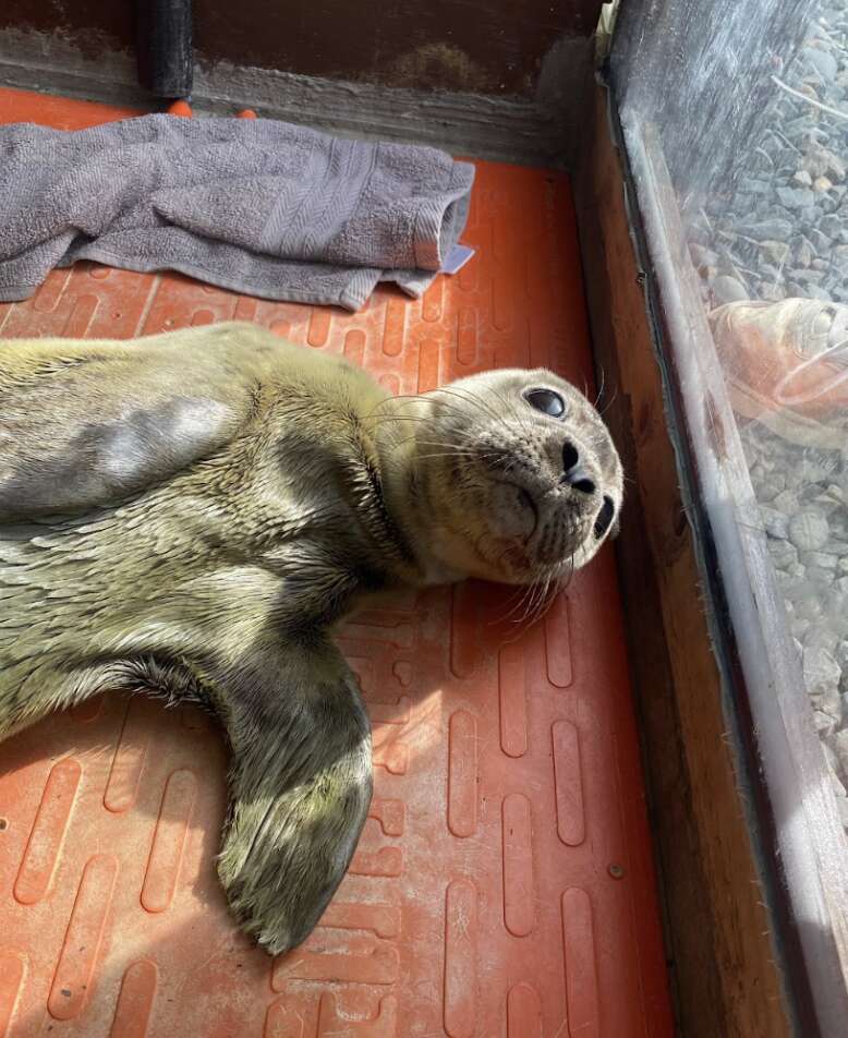 seal relaxing 