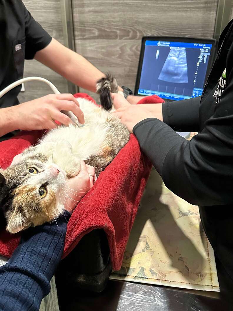 'Pregnant' Cat Undergoing Ultrasound Exam Gets Some Unexpected News ...