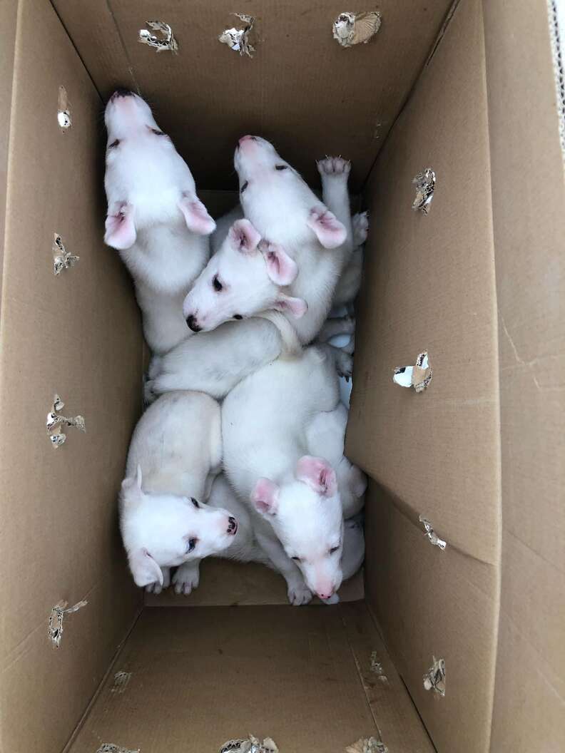 puppies in a box