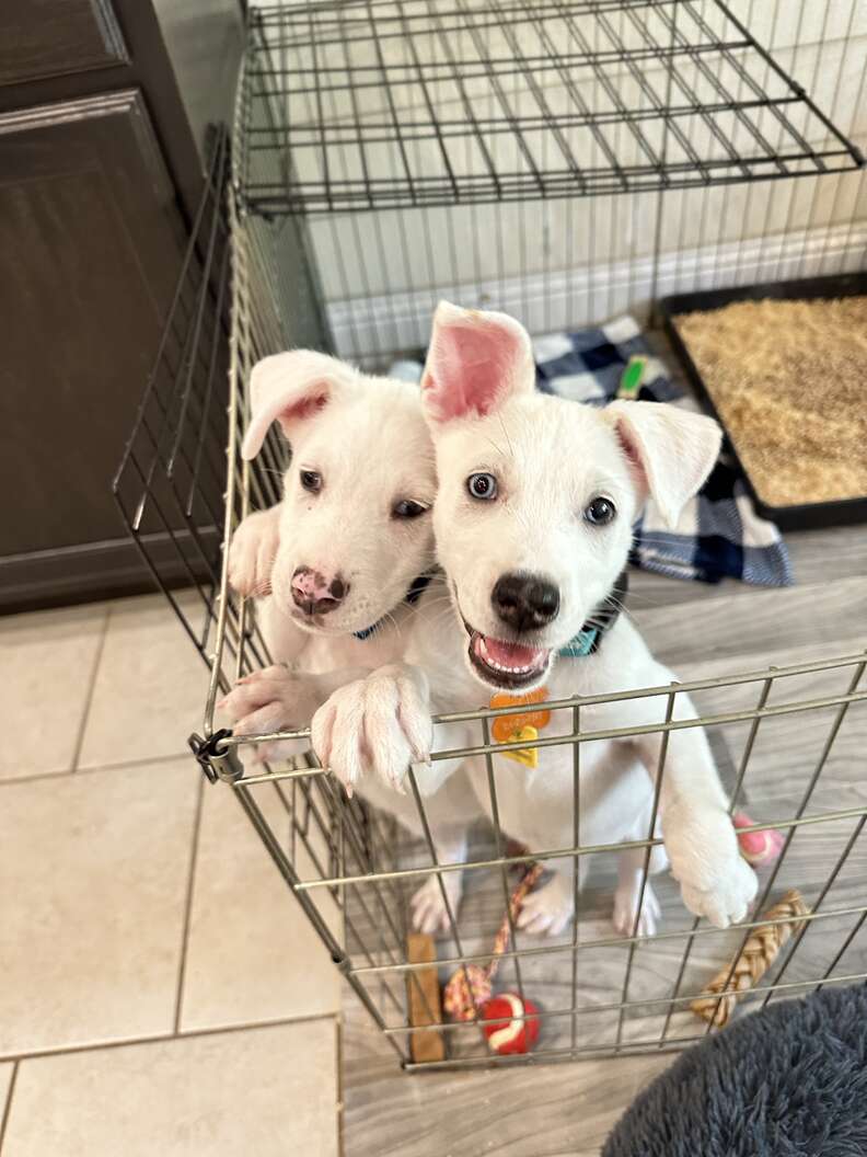 Rescue Finds A Box Of Puppies Abandoned On Their Property — And Then They Realize Why