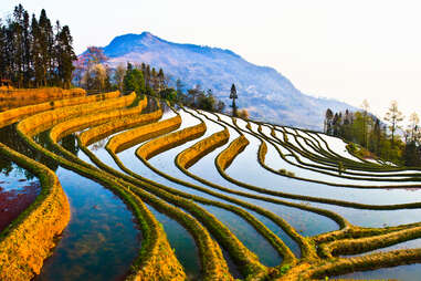 water filled rice paddy terraces cascading down a mountain