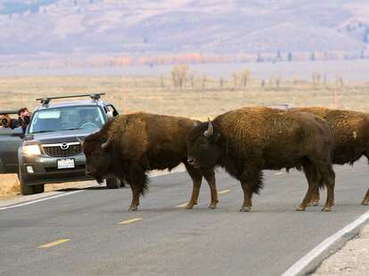 Tourists man cameras as buffalo cross a road October 4, 2012 in the Grand Teton National Park in northwestern Wyoming.