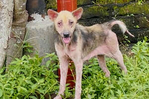 Hairless, Skinny Dog Who Took Weeks To Rescue Is So Fluffy Now