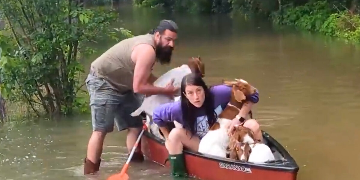 Family Risks Their Lives To Rescue Baby Goats In Flood Videos The Dodo
