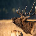 Elk Mating Season Is the New ‘Fat Bear Week’